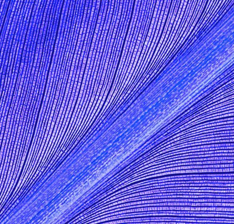 Close up of leaf with blue tint | PEM Corporate finance management
